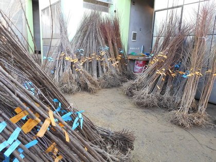 04 12183736 1926060 manja 0