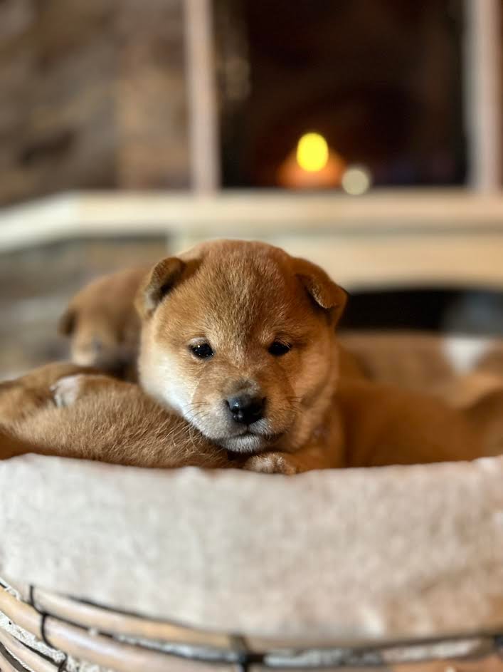 1 shiba inu PZ0224 0