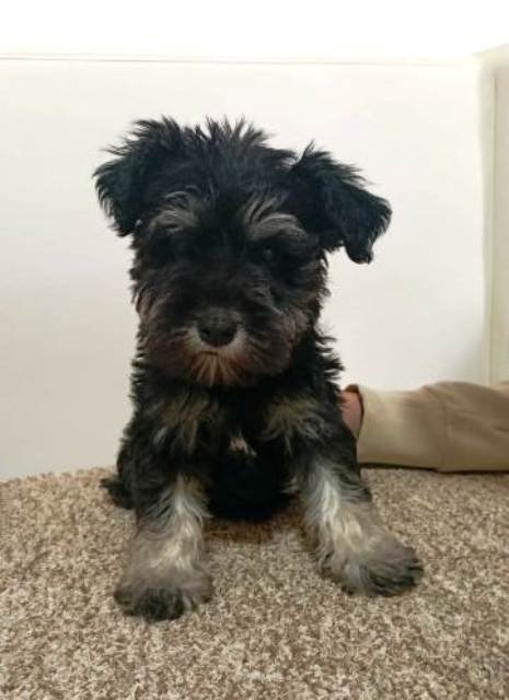 patuljasti snaucer 01 0