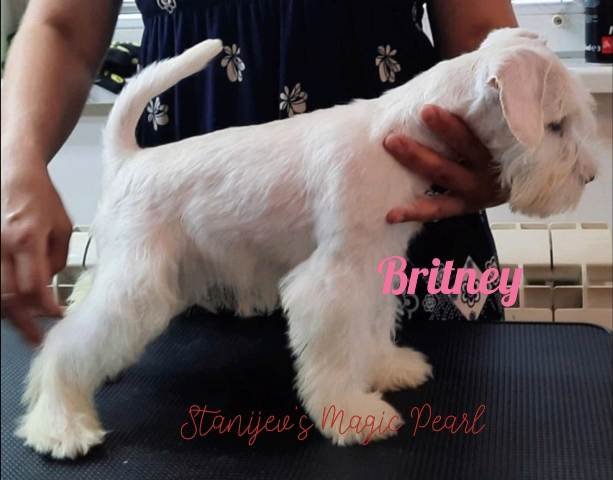 patuljasti snaucer 01 0