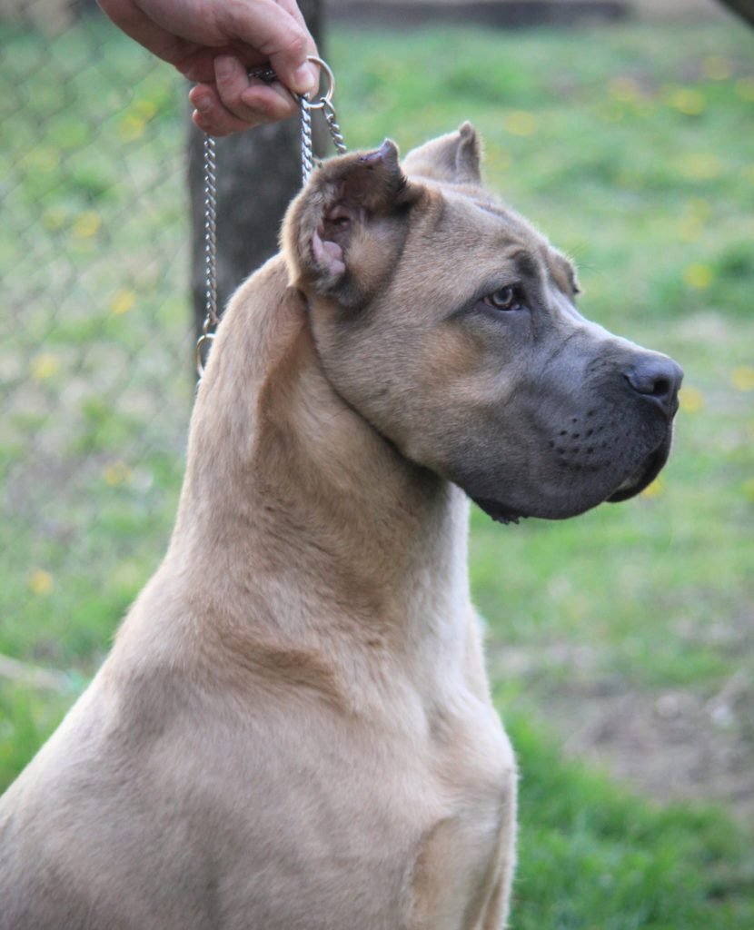 Cane Corso Stenci – KUĆNI LJUBIMCI – BESPLATNI OGLAS – INFOOGLASI.RS –