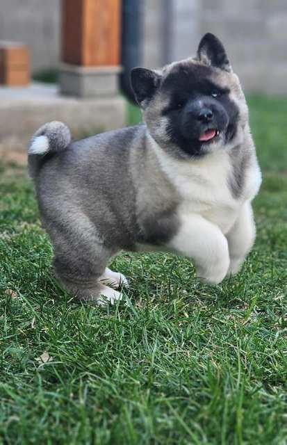 americka akita 01 0